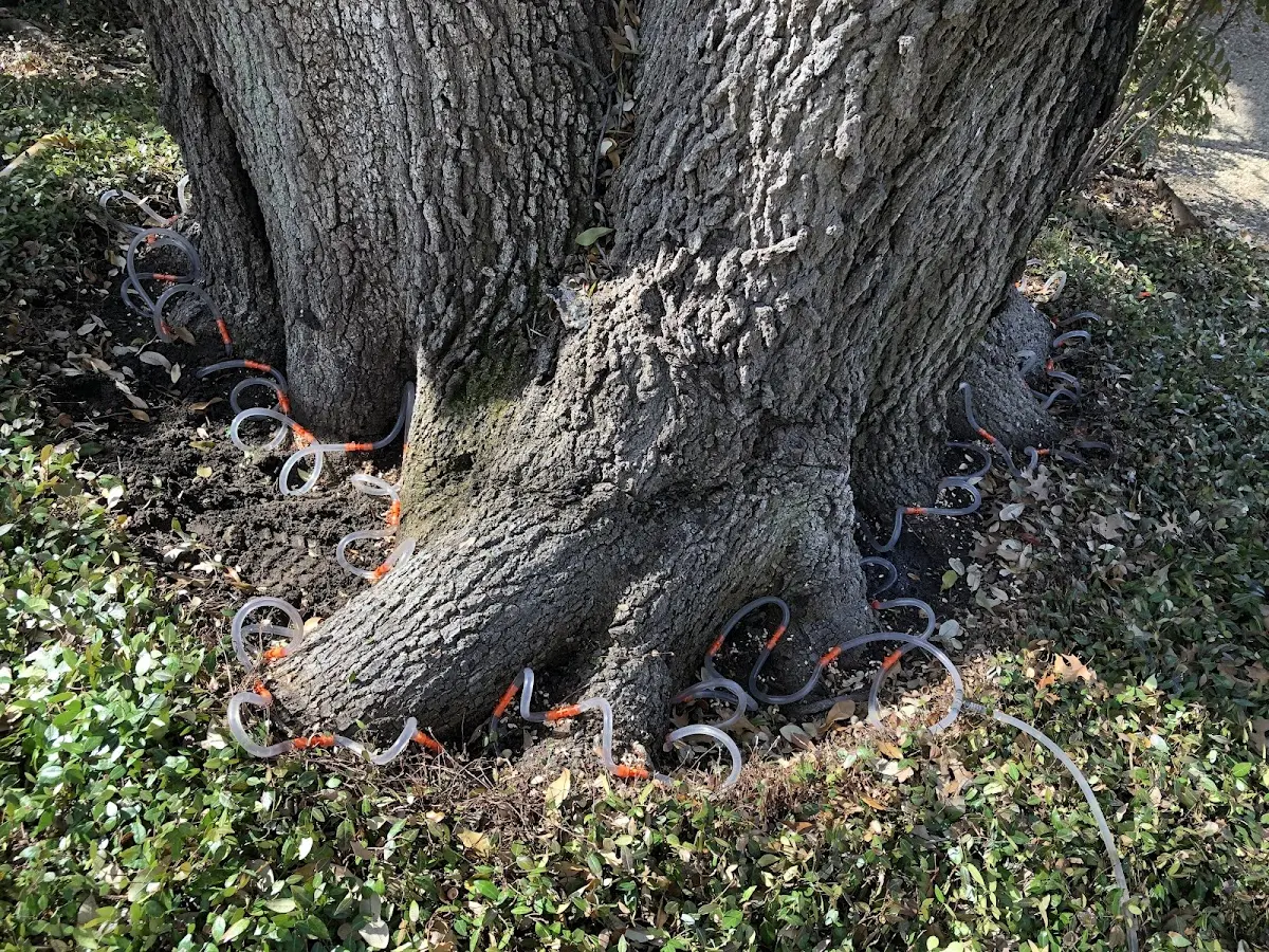 Detailed Shrub and Hedge Trimming job site in Oakhurst